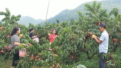 盤信鎮(zhèn)：煙雨樓臺黃桃迎采收