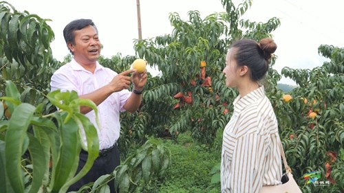 盤信鎮(zhèn)：煙雨樓臺黃桃迎采收
