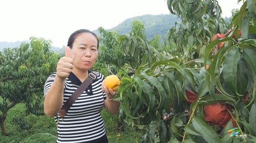 盤信鎮(zhèn)：煙雨樓臺黃桃迎采收