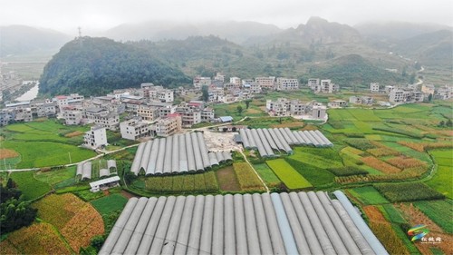 普覺鎮(zhèn)：甜蜜葡萄迎豐收
