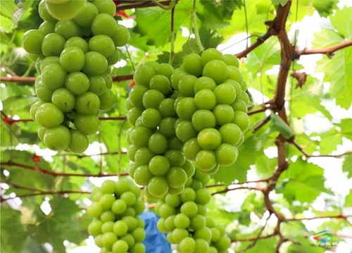 普覺鎮(zhèn)：甜蜜葡萄迎豐收