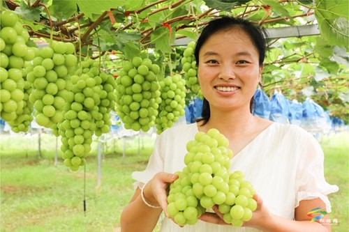 普覺鎮(zhèn)：甜蜜葡萄迎豐收