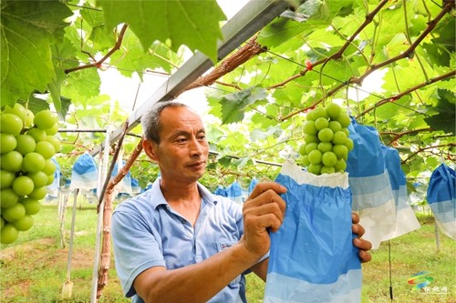 普覺鎮(zhèn)：甜蜜葡萄迎豐收