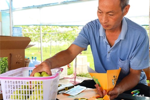 普覺鎮(zhèn)：甜蜜葡萄迎豐收