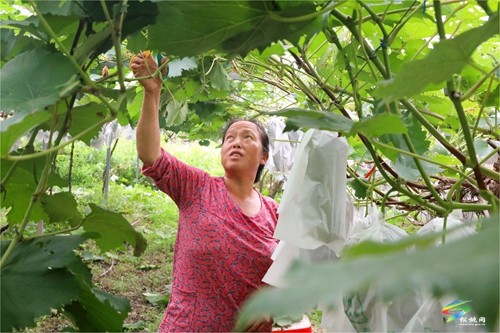 普覺鎮(zhèn)：甜蜜葡萄迎豐收