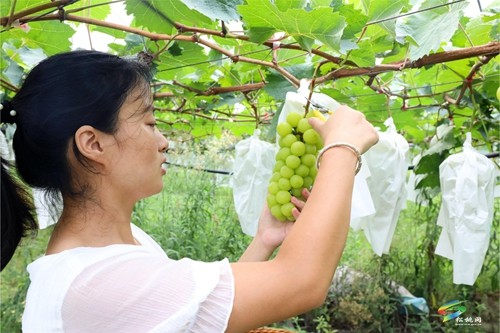 普覺鎮(zhèn)：甜蜜葡萄迎豐收