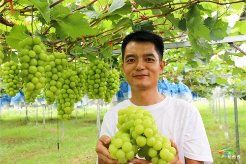 普覺鎮(zhèn)：甜蜜葡萄迎豐收