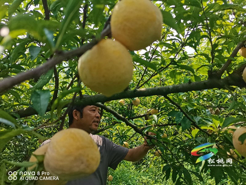 盤信鎮(zhèn)：黃金蜜李大豐收?帶動(dòng)就業(yè)促增收