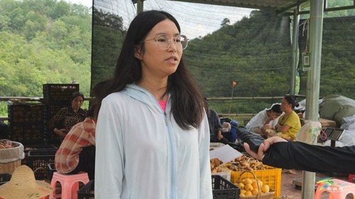 松桃：黃桃喜獲豐收 促進(jìn)群眾增收