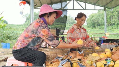 松桃：黃桃喜獲豐收 促進(jìn)群眾增收