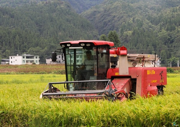 普覺鎮(zhèn)：又“稻”豐收季 田間地頭收割忙