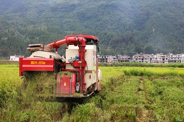 普覺鎮(zhèn)：又“稻”豐收季 田間地頭收割忙