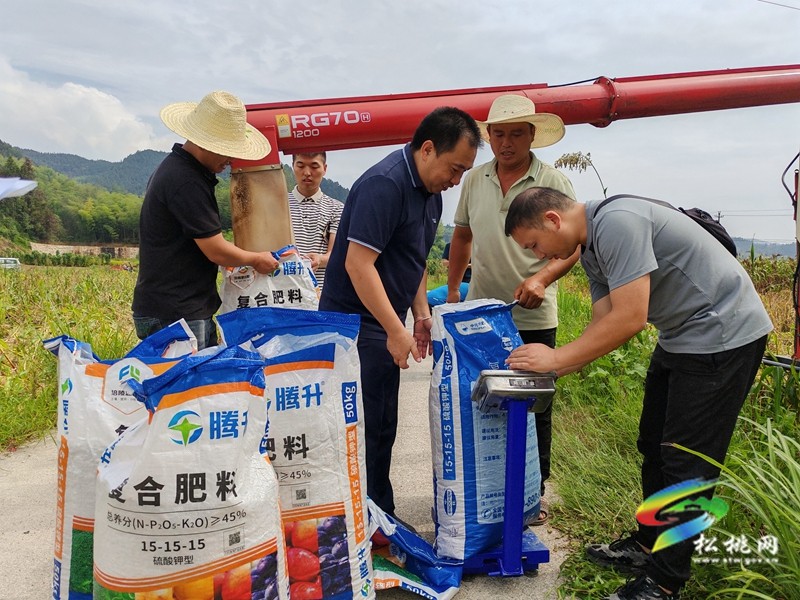 平頭鎮(zhèn)：高粱喜豐收 踏田測產(chǎn)忙