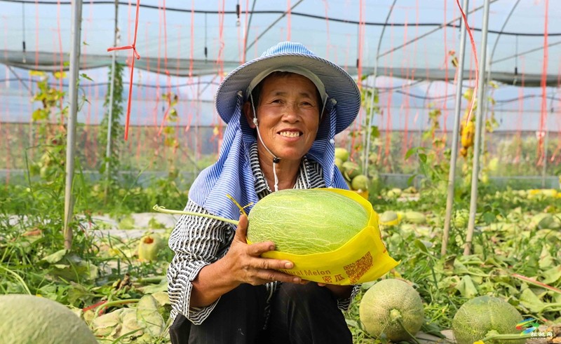 孟溪鎮(zhèn):哈密瓜“甜密”來(lái)襲