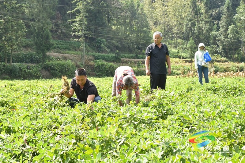 松桃：珍珠花生畝產(chǎn)創(chuàng)新高