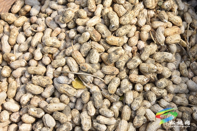 松桃：珍珠花生畝產(chǎn)創(chuàng)新高