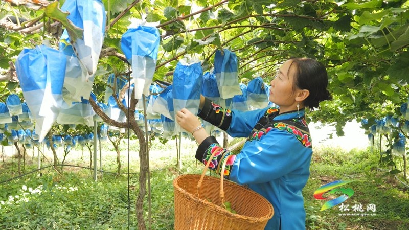沙壩河鄉(xiāng)：葡萄產(chǎn)業(yè)串起“甜蜜鏈”