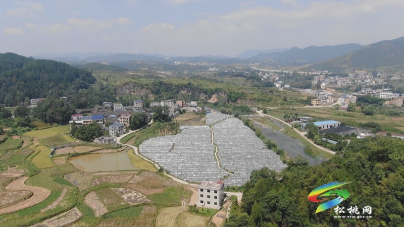 石馬社區(qū)：“有機(jī)”葡萄甜蜜上市