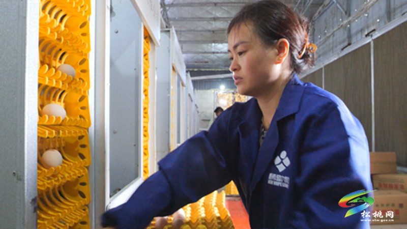 大興街道：自動(dòng)化蛋雞養(yǎng)殖 孵出群眾“致富蛋”