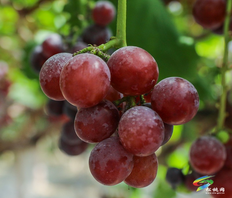 高甜預(yù)警！孟溪葡萄甜蜜來(lái)襲