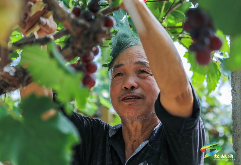 高甜預(yù)警！孟溪葡萄甜蜜來(lái)襲