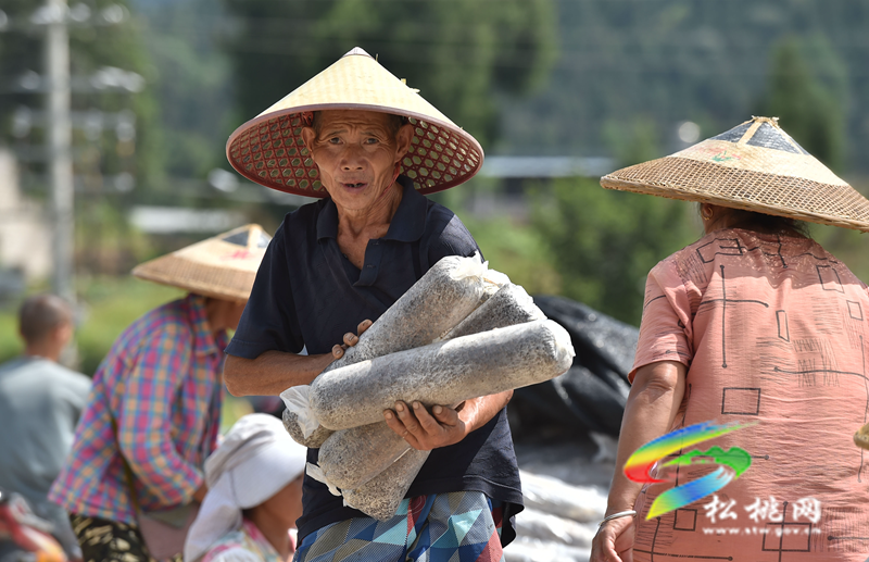 松桃普覺(jué)鎮(zhèn)：“稻耳”輪作助增收