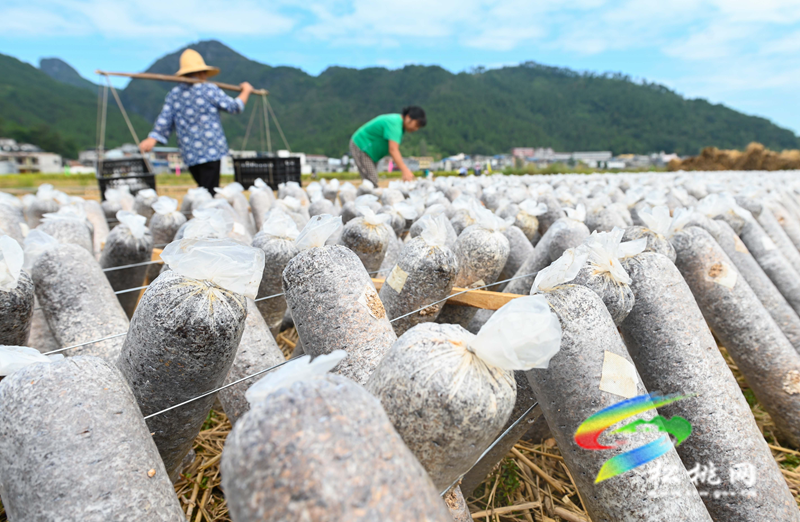 松桃普覺(jué)鎮(zhèn)：“稻耳”輪作助增收