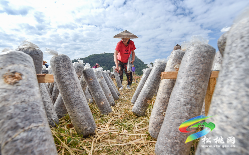 松桃普覺(jué)鎮(zhèn)：“稻耳”輪作助增收