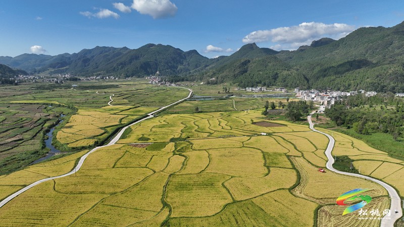 松桃：機(jī)械化收割 譜寫豐收“大樂章”