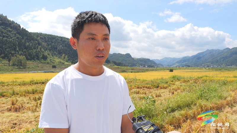松桃：機(jī)械化收割 譜寫豐收“大樂章”