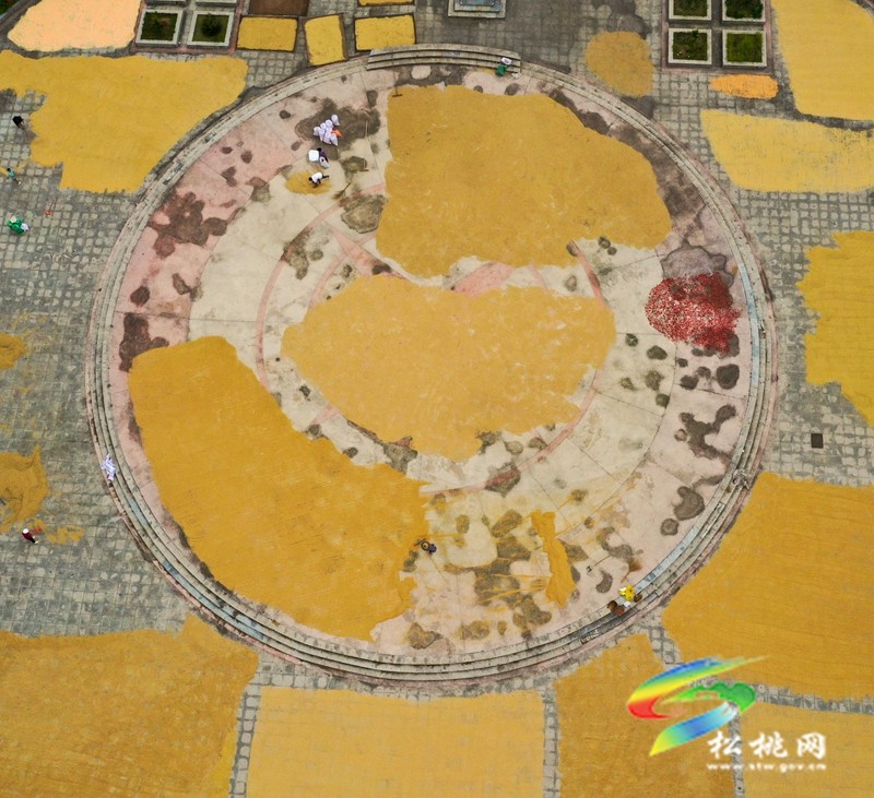 松桃：又是一年豐收季