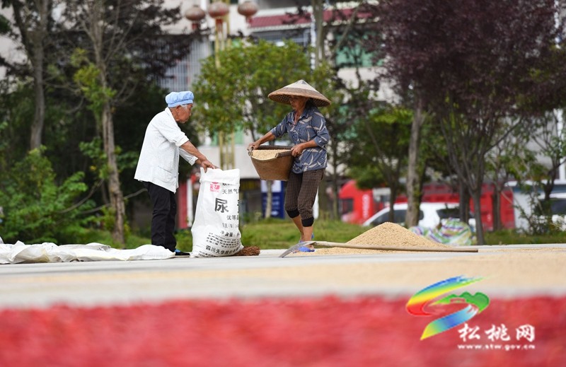 松桃：又是一年豐收季