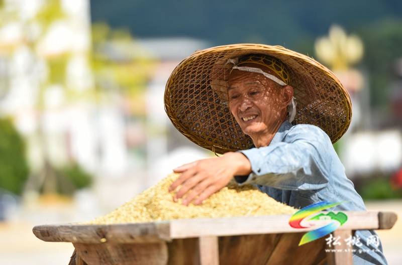 松桃：又是一年豐收季