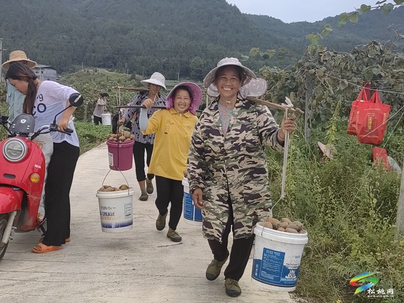 孟溪鎮(zhèn)：獼猴桃喜獲豐收