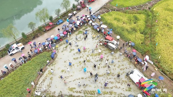 大路鎮(zhèn)長征村：稻花香里說豐年 又是一年好“豐”景