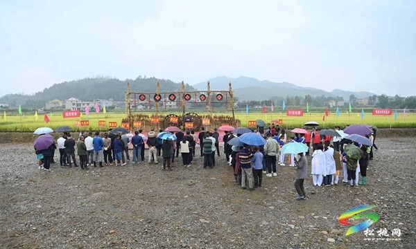大路鎮(zhèn)長征村：稻花香里說豐年 又是一年好“豐”景