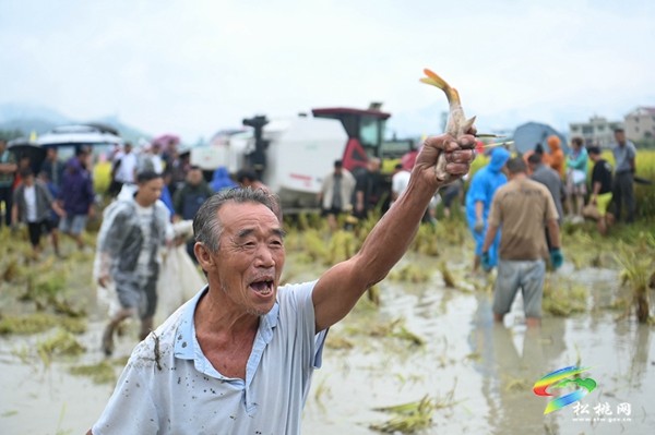 大路鎮(zhèn)長征村：稻花香里說豐年 又是一年好“豐”景