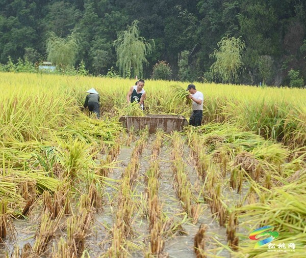 大路鎮(zhèn)長征村：稻花香里說豐年 又是一年好“豐”景