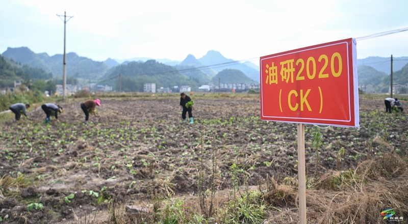 松桃：開展油菜品種展示篩選 促進(jìn)油菜產(chǎn)業(yè)發(fā)展