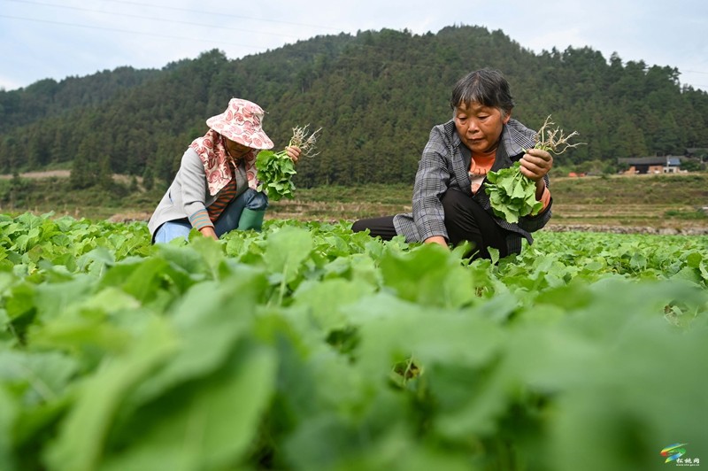 松桃：開展油菜品種展示篩選 促進(jìn)油菜產(chǎn)業(yè)發(fā)展