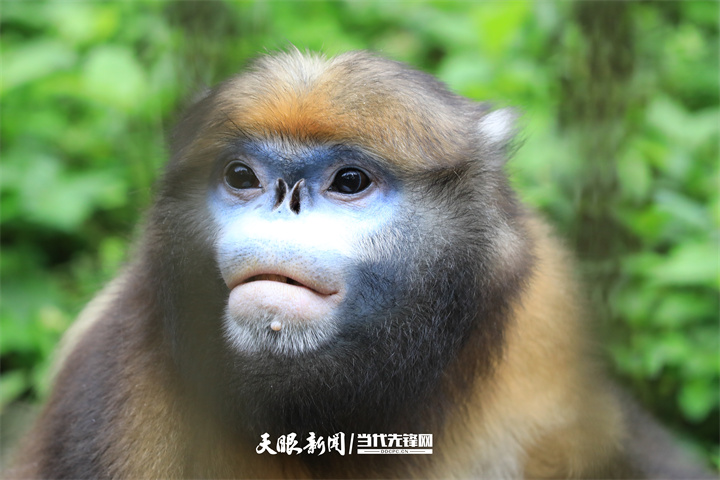 桃源深處美如畫(huà)｜以生態(tài)文明引領(lǐng)高質(zhì)量發(fā)展的銅仁實(shí)踐
