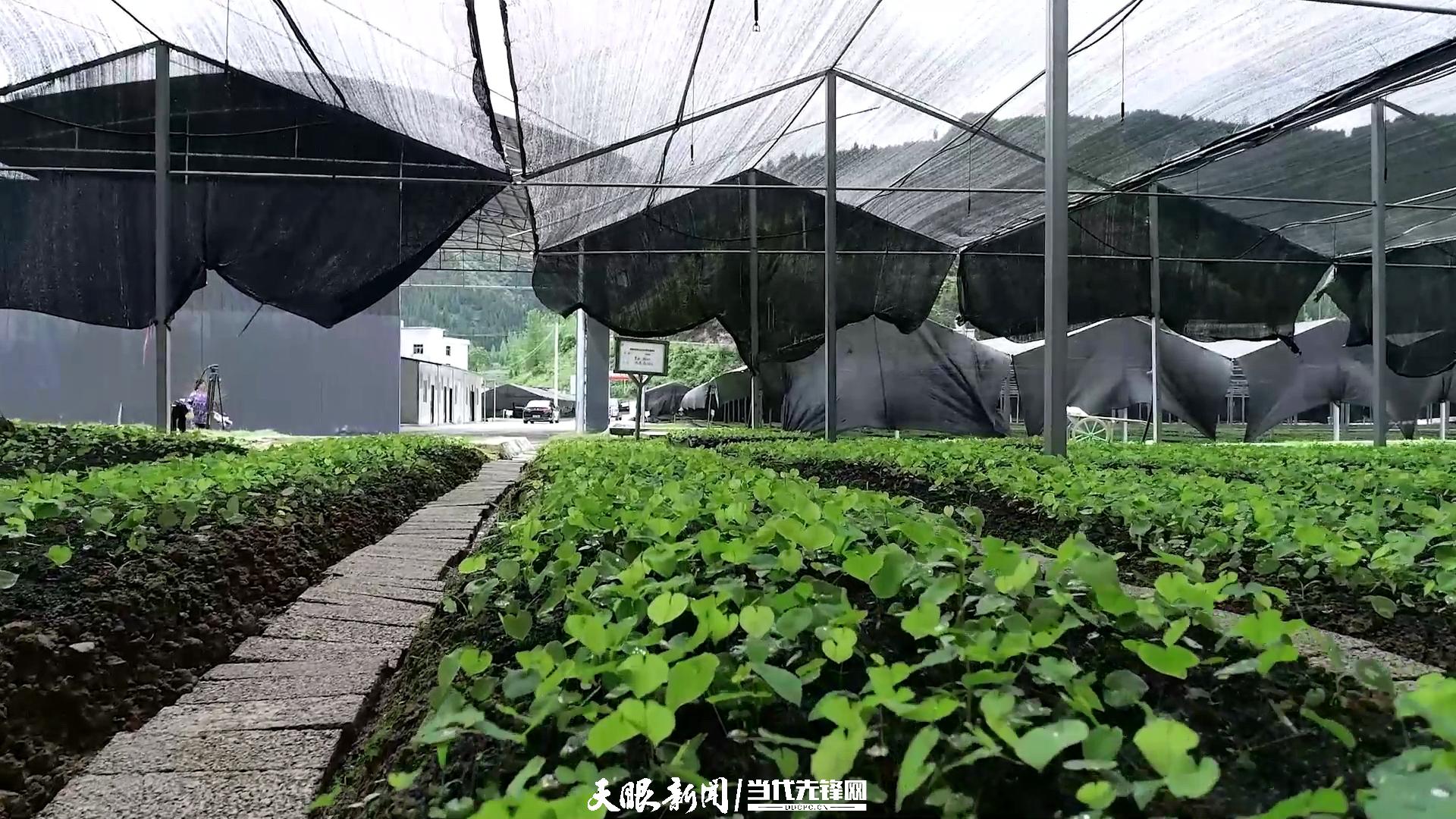 桃源深處美如畫(huà)｜以生態(tài)文明引領(lǐng)高質(zhì)量發(fā)展的銅仁實(shí)踐