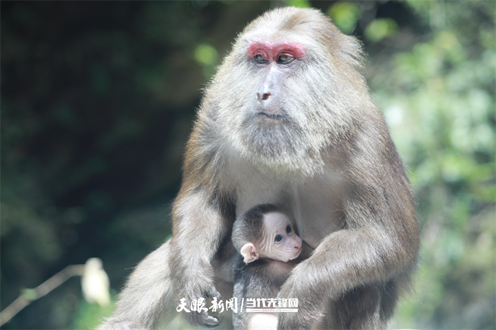 桃源深處美如畫(huà)｜以生態(tài)文明引領(lǐng)高質(zhì)量發(fā)展的銅仁實(shí)踐