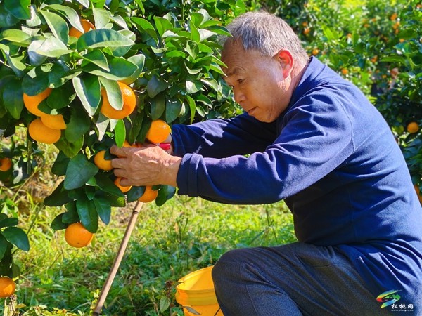 世昌街道：柑橘豐收掛滿枝 果農(nóng)采摘甜心頭