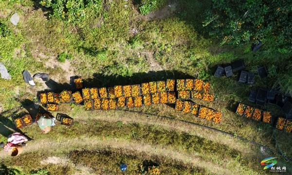 世昌街道：柑橘豐收掛滿枝 果農(nóng)采摘甜心頭