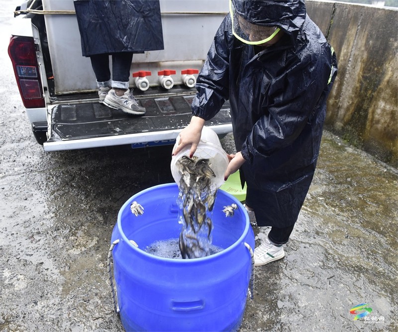 松桃：山水林田湖草沙修復項目魚苗投放