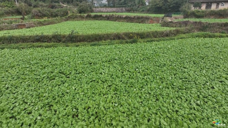 沙柳社區(qū)：輪作模式 讓“冬閑田”變“增收田”