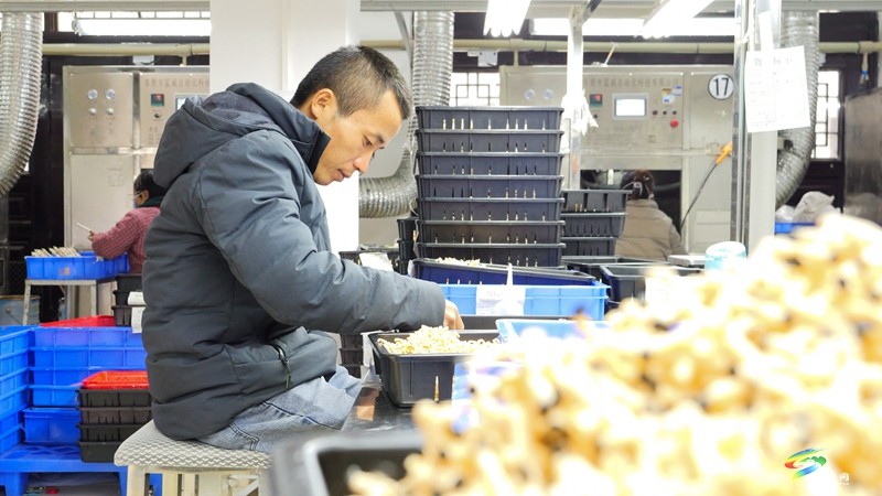 正大鎮(zhèn)微工廠：家門口就業(yè)促增收