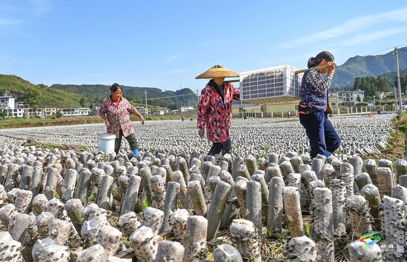 普覺鎮(zhèn)：冬日木耳采收忙