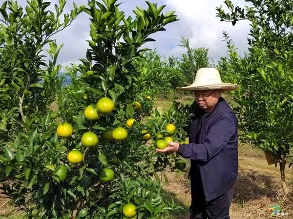 秀山縣植保植檢站：綠色防控助力柑桔豐產豐收